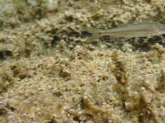 Ptychocheilus grandis