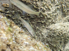 Ptychocheilus grandis