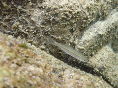 Ptychocheilus grandis