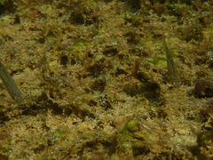 Ptychocheilus grandis