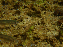 Ptychocheilus grandis