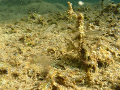 Ptychocheilus grandis
