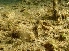 Ptychocheilus grandis