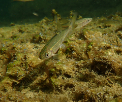 Ptychocheilus grandis