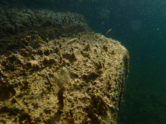 Ptychocheilus grandis