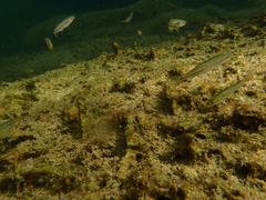 Ptychocheilus grandis