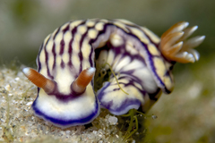 Hypselodoris whitei