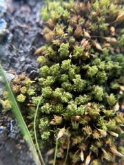 Holomitrium perichaetiale