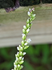 Persicaria setacea