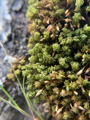 Holomitrium perichaetiale