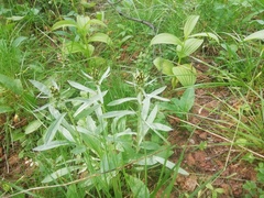 Omalotheca norvegica