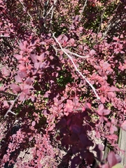 Berberis thunbergii