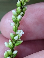 Persicaria setacea