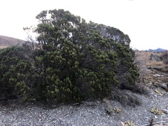Veronica cupressoides