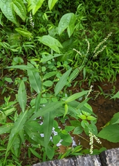 Persicaria setacea