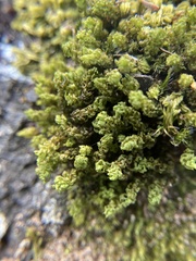 Holomitrium perichaetiale