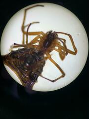 Micrathena acuta