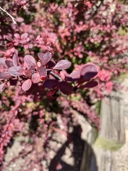 Berberis thunbergii