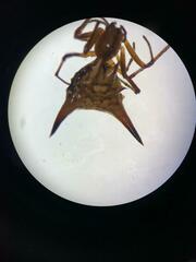 Micrathena acuta