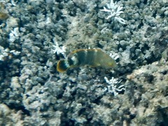 Cheilinus trilobatus