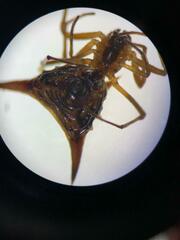 Micrathena acuta