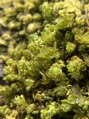 Holomitrium perichaetiale