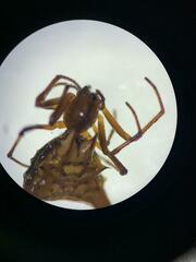 Micrathena acuta