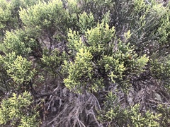 Veronica cupressoides