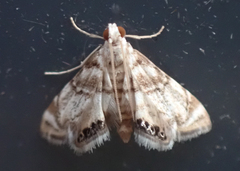 Eoparargyractis plevie