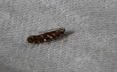 Otonoma anemois
