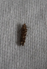 Otonoma anemois
