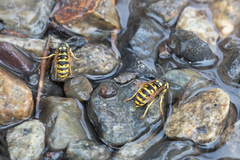 Vespula atropilosa