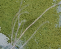 Micropterus punctulatus