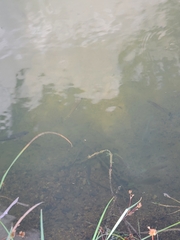 Micropterus punctulatus