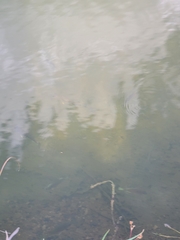 Micropterus punctulatus