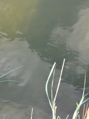 Micropterus punctulatus