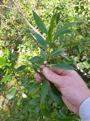 Myoporum acuminatum