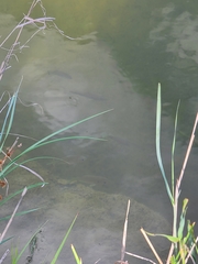 Micropterus punctulatus