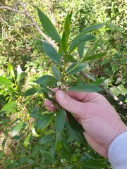 Myoporum acuminatum