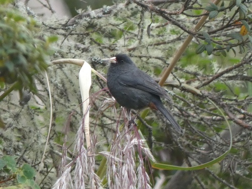 Paramo Seedeater (Catamenia homochroa), photo 3