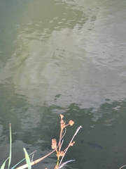 Micropterus punctulatus