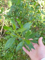 Myoporum acuminatum