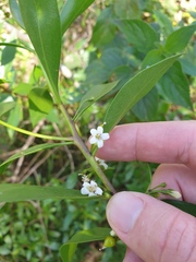 Myoporum acuminatum