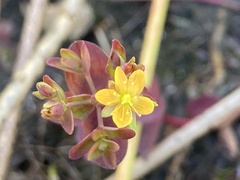 Hypericum boreale