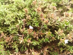 Thymus baicalensis