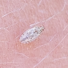 Holcocranum saturejae