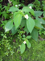 Achimenes occidentalis
