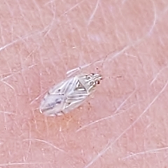 Holcocranum saturejae