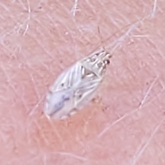 Holcocranum saturejae