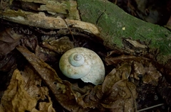 Cyclophorus punctatus